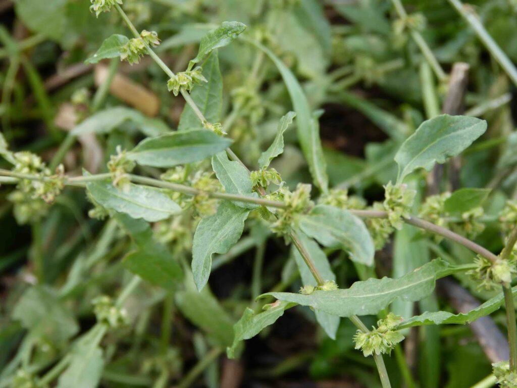 Folhas da erva-de-Santa-Luzia, uma planta medicinal conhecida por seus benefícios para a saúde da pele e digestão.
