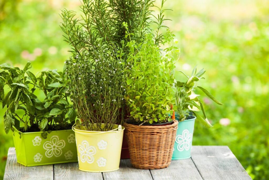 Uma variedade de plantas repelentes de mosquitos, incluindo citronela, manjericão e lavanda, dispostas em vasos.